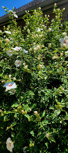 Park «Gabe Nesbitt Community Park», reviews and photos, 7001 Eldorado Pkwy, McKinney, TX 75070, USA