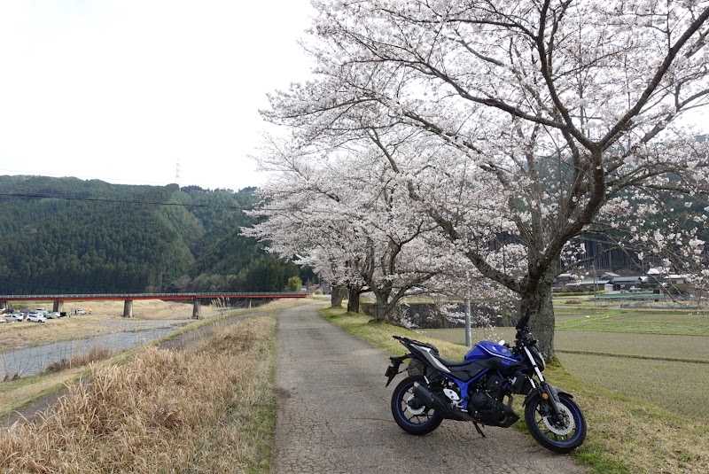上桂川沿い栃本の桜並木