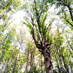 Photo n°1 de l'avis de rosario.i fait le 21/07/2018 à 17:50 sur le  La Costara, Il Rifugio Dei Carbonai à Sasso di Castalda