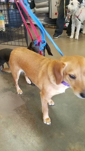 Pet Supply Store «Unleashed the Dog & Cat Store», reviews and photos, 7414 Creedmoor Rd, Raleigh, NC 27613, USA