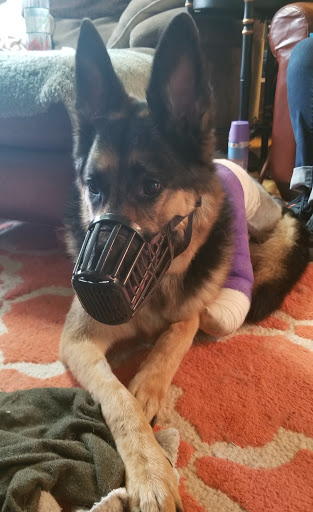 Pet Store «PetSmart», reviews and photos, 14903 4th Ave SW Ste 200, Burien, WA 98166, USA