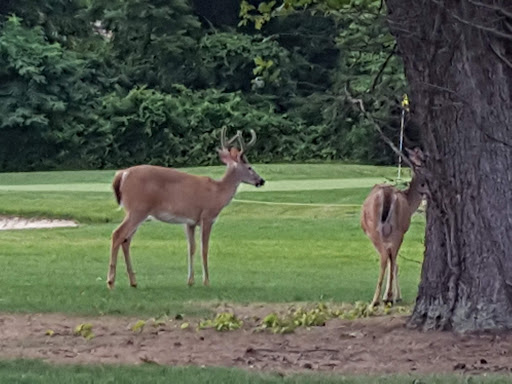 Golf Course «William F. Larkin Golf Course at Colonial Terrace», reviews and photos, 1003 Wickapecko Dr, Ocean Township, NJ 07712, USA