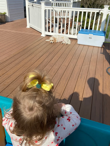 Pet Store «Village Pet Shop», reviews and photos, 701 N Black Horse Pike, Williamstown, NJ 08094, USA