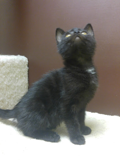 Pet Supply Store «Petco Animal Supplies», reviews and photos, 2435 N Hwy 67, Florissant, MO 63033, USA