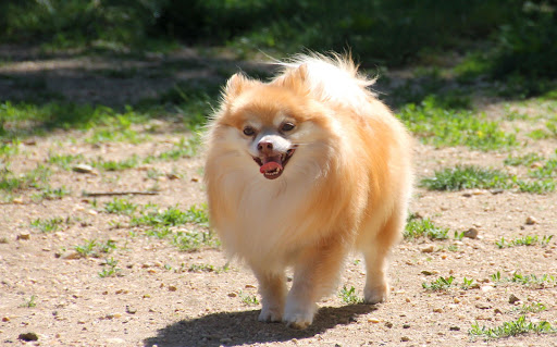 Dog Park «Eisenhower Dog Park», reviews and photos, 576 Salisbury Park Dr, Westbury, NY 11590, USA