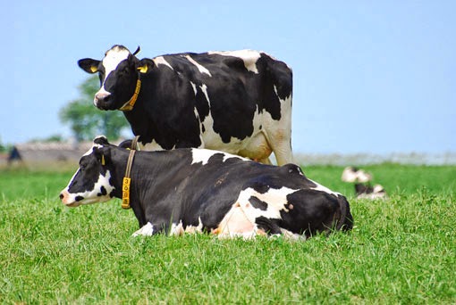 Åbningstider for Møn Is