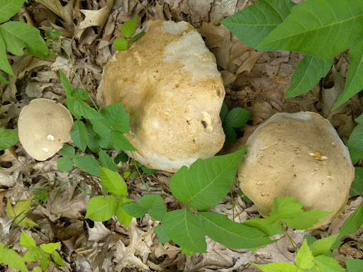 Dog Park «Andover dog park», reviews and photos, 288 High Plain Rd, Andover, MA 01810, USA