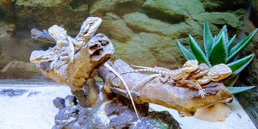 Pet Supply Store «Petco Animal Supplies», reviews and photos, 4013 W Walnut St, Rogers, AR 72756, USA