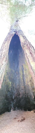 Nature Preserve «LandPaths Grove of Old Trees», reviews and photos, 17599 Fitzpatrick Ln, Occidental, CA 95465, USA