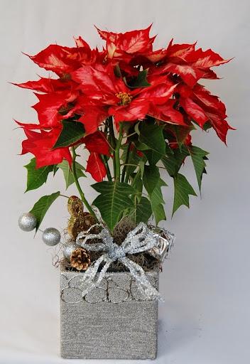 Crescenta Valley Flowers image