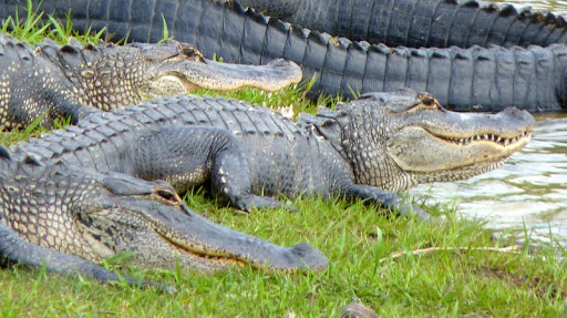 Attorney «Sherry Ellis Law, PLLC», reviews and photos