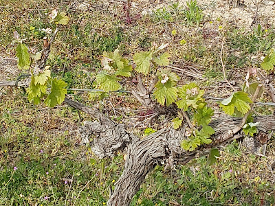 DOMAINE DE L'ABONDANCE à Junas