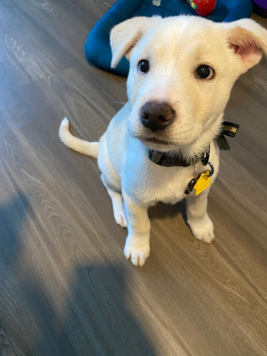 Pet Groomer «Uptown Pet Salon & Daycare», reviews and photos, 4581 13th St, St Cloud, FL 34769, USA