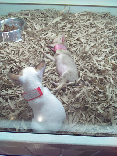 Pet Store «Puppy Boutique Store», reviews and photos, 4001 N Federal Hwy, Fort Lauderdale, FL 33308, USA