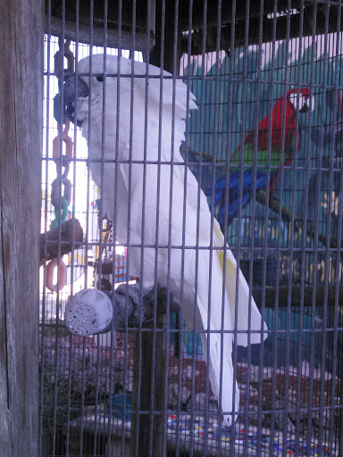 Bird Shop «The Aviary at Cauley Square», reviews and photos, 22400 Old Dixie Hwy, Miami, FL 33170, USA