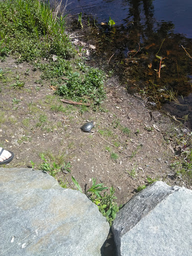 Park «Cass Park», reviews and photos, Cass Avenue, Woonsocket, RI 02895, USA