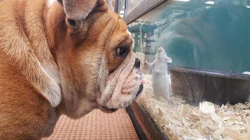 Pet Store «Pet Depot», reviews and photos, 22069 US-72 i, Athens, AL 35613, USA