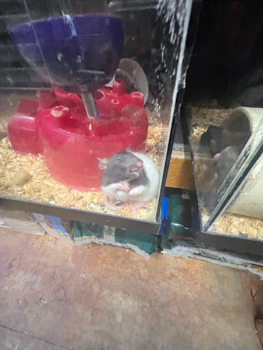 Pet Store «Animal Attraction», reviews and photos, 2518 11th Ave, Greeley, CO 80631, USA