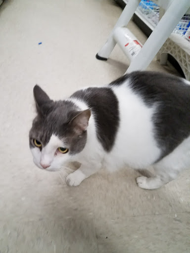 Hardware Store «Ace Hardware of Woodbury», reviews and photos, 690 Main St S, Woodbury, CT 06798, USA