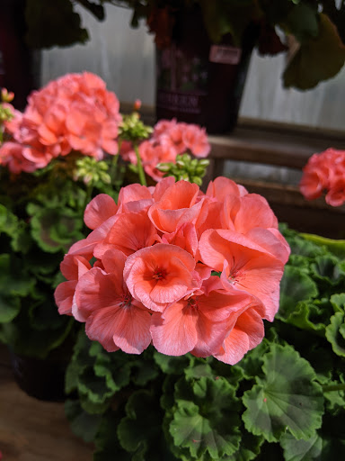 Garden Center «H J Benken Florist & Garden», reviews and photos, 6000 Plainfield Rd, Cincinnati, OH 45213, USA