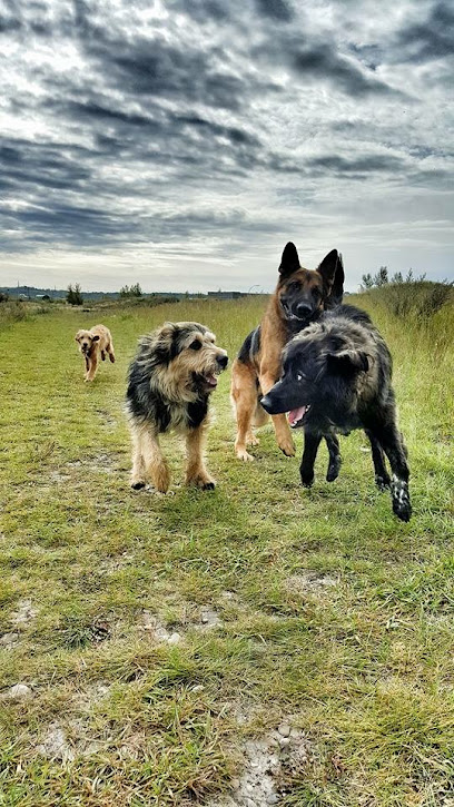 Steele Arrow Canine Services - Calgary Dog Walking, Boarding & Training