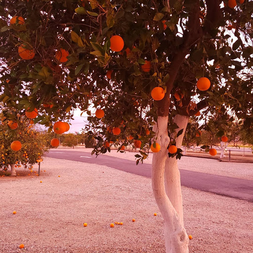 Orange Grove RV Park & Resort image