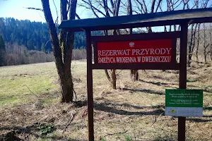 Rezerwat przyrody Śnieżyca wiosenna w Dwerniczku image