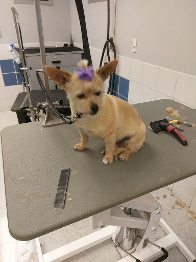 Pet Supply Store «Petco Animal Supplies», reviews and photos, 4012 W 27th Ave, Kennewick, WA 99337, USA