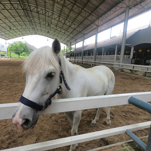 Golden Horse Riding Club