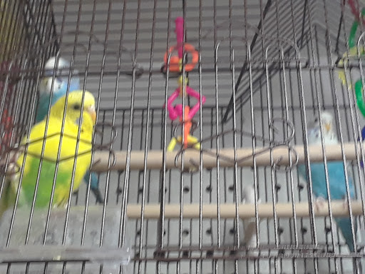 Pet Supply Store «Pets For You», reviews and photos, 413 N Main St, Rice Lake, WI 54868, USA