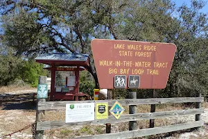 Lake Wales Ridge State Forest image