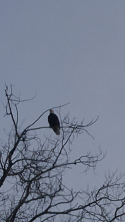 Spadina Bird Watch