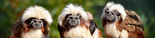 Zittau Zoo in the tri-border area unter Zittau, 