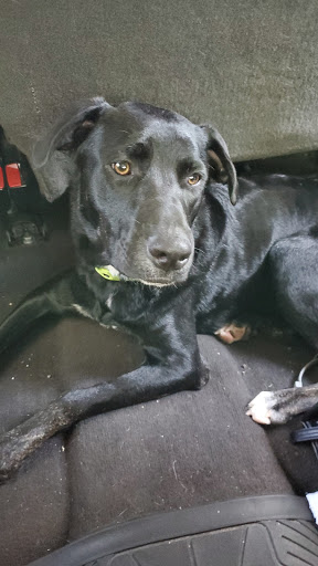 Pet Supply Store «PetSmart», reviews and photos, 351 N Frontage Rd, New London, CT 06320, USA