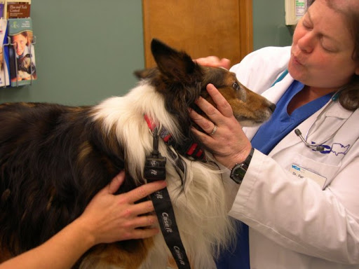 VCA Vineyard Animal Hospital image