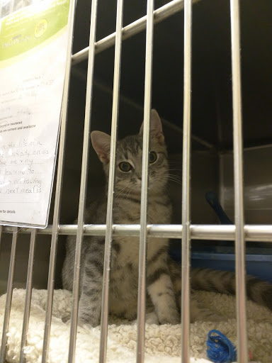 Pet Supply Store «PetSmart», reviews and photos, 105 E N Pointe Dr, Salisbury, MD 21804, USA