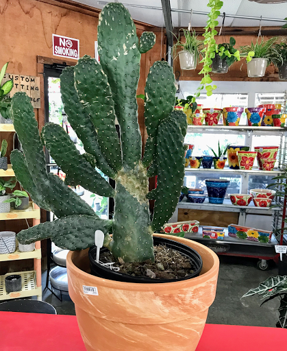 Florist «Sunshine Flowers», reviews and photos, 4509 Rainbow Blvd, Kansas City, KS 66103, USA