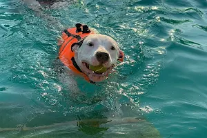 Dog Scouts Aqua Park image