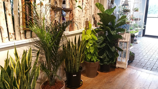 Stores to buy indoor plants Indianapolis