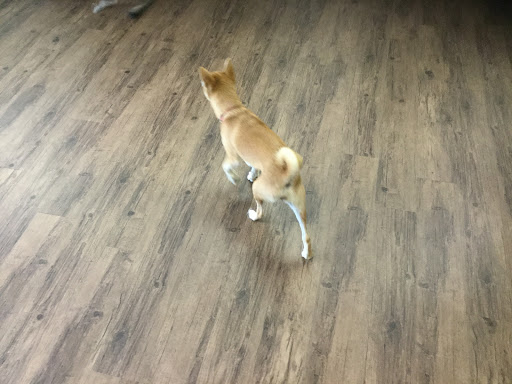 Pet Groomer «U Dirty Dog», reviews and photos, 232 Stevens Entry, Peachtree City, GA 30269, USA