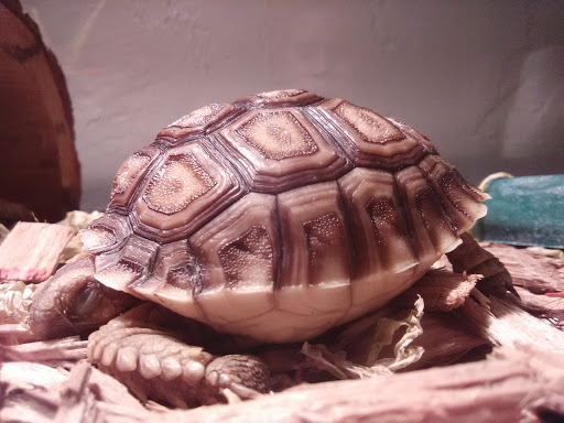 Pet Store «Pet Kingdom», reviews and photos, 4650 S Cleveland Ave, Fort Myers, FL 33907, USA