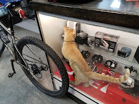 Bicycle Experience and SnowBoard Shop - Photo 5 - Car repair in Colorado Springs, CO, Colorado Springs