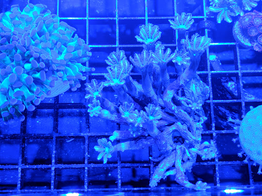 Tropical Fish Store «Elite Reef», reviews and photos, 8410 Wadsworth Blvd F, Arvada, CO 80003, USA