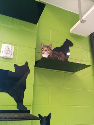 Animal Protection Organization «Greenville Humane Society», reviews and photos