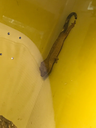 Pet Store «Lake City Pets and Supplies & Grooming», reviews and photos, 1101 US-90, Lake City, FL 32055, USA