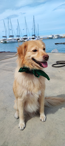 Pensioni per cani e dog hotel a Qua La Zampa