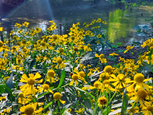 Nature Preserve «Forest Glen Woods», reviews and photos, 5420 N Forest Glen Ave, Chicago, IL 60630, USA