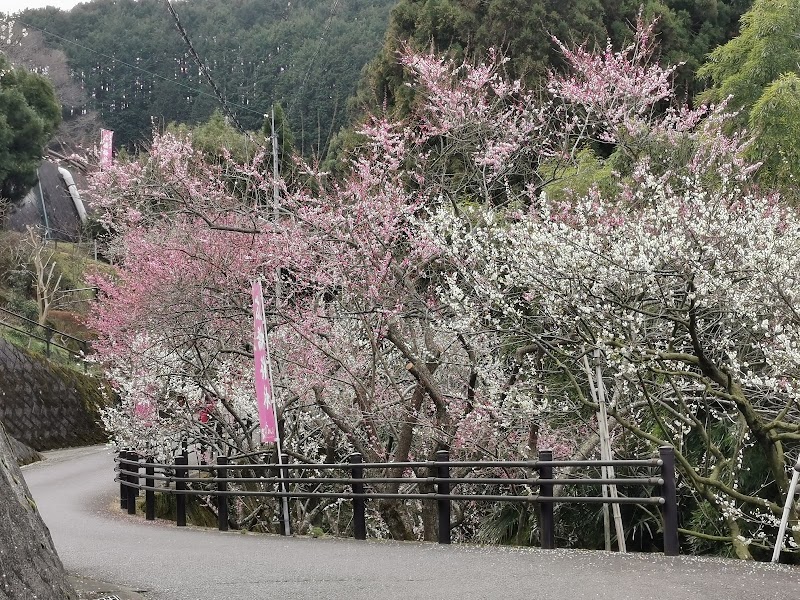 広橋梅林観光駐車場 奈良県下市町広橋 無料駐車場 グルコミ