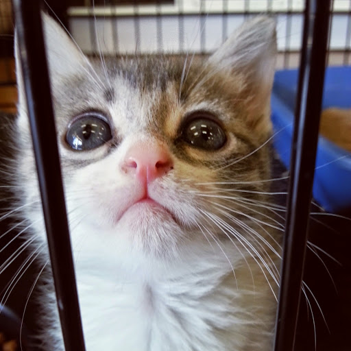 Pet Store «Katie’s PET DEPOT®», reviews and photos, 1941 Foothill Blvd, La Verne, CA 91750, USA