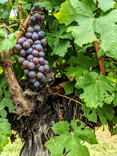 Vineyard «Texas Hills Vineyard», reviews and photos, 878 Ranch Rd 2766, Johnson City, TX 78636, USA